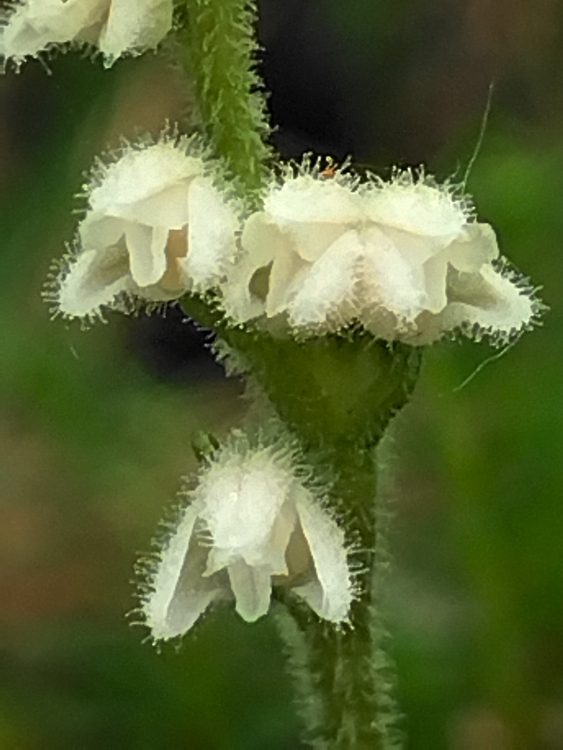 Lusus di Goodyera repens